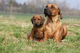 RODESIAN RIDGEBACK 114